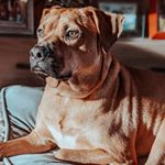 Profile Picture of Baxter Eugene Kleinstuber (@baxter2therescue) on Instagram