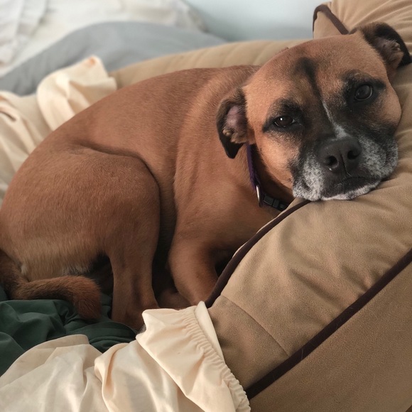 Profile Picture of Liz Ruszczyk (@pureela100) on Poshmark