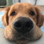 Profile Picture of Logan Morrison (@logan.joy) on Instagram