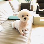 Profile Picture of Jeff Yang (@armanippp) on Instagram