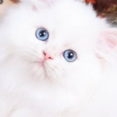 Profile Picture of Ruth Forman (@Ruth_TLIMS) on Twitter