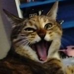 Profile Picture of Conrad Evans (@that_weird_kid_conrad) on Instagram