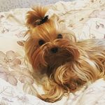 Profile Picture of Mister Archibald (@mister_archie) on Instagram