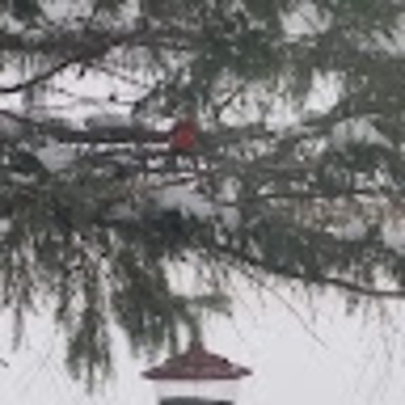 Profile Picture of Christina Dahlman (@cdahlman563) on Poshmark