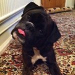 Profile Picture of James Goodchild (@falarakigoody1) on Instagram