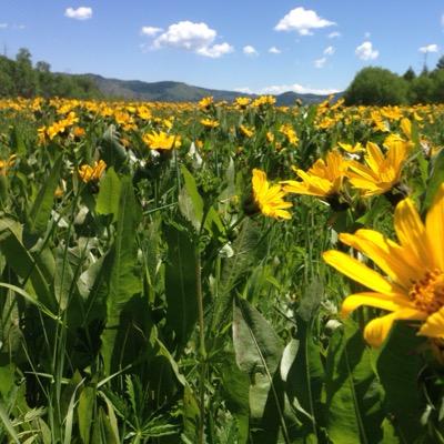 Profile Picture of Daniel Gunderson (@danielgunderson) on Twitter