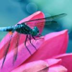 Profile Picture of ivy bishop (@bishop9973utaa) on Instagram