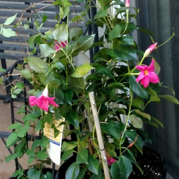 Profile Picture of Shawna Darnell (@sdarnell14) on Poshmark