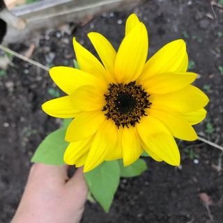 Profile Picture of Amanda Harrison (@amanda.harr.ison) on Instagram