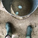 Profile Picture of Erica Scherzer (@escherze) on Instagram