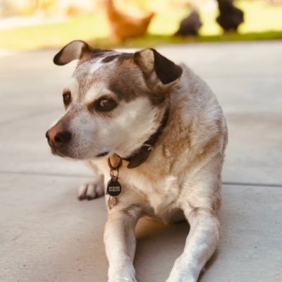 Profile Picture of Reid Gibson (@reidgibson) on Twitter