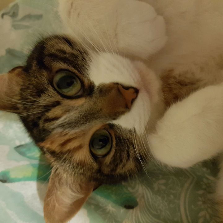 Profile Picture of Jeff Harold (@jeff.harold) on Tiktok