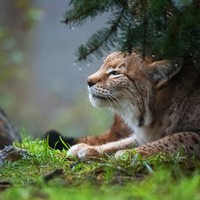 Profile Picture of Joshua Simmons  (@joshua-simmons-204) on Quora