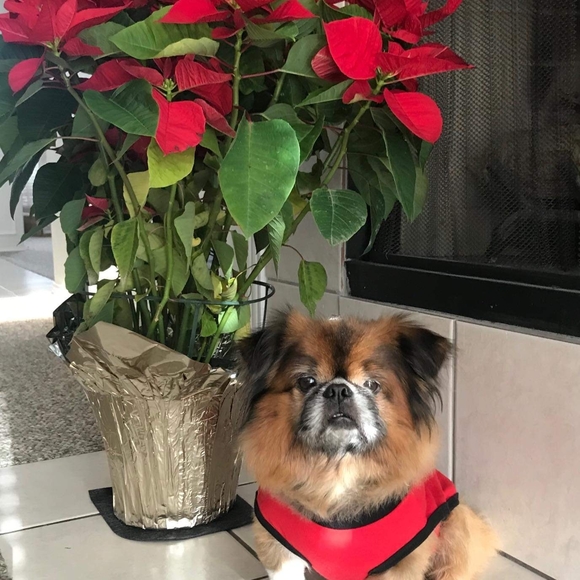 Profile Picture of Thu Minh (@thu1276z7) on Poshmark