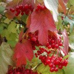 Profile Picture of Cassandra (@cassandradornanj) on Instagram