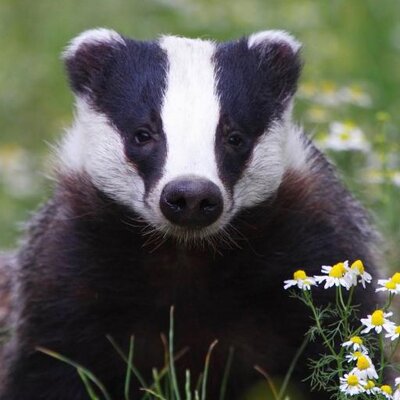 Profile Picture of Peter Jarrett (@HisBadgesty) on Twitter