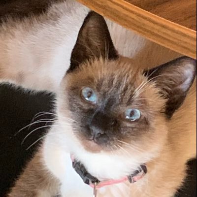 Profile Picture of Nancy Cummings (@nancycu64272140) on Twitter