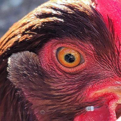 Profile Picture of Samuel Shipp (@SamuelShipp6) on Twitter