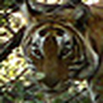 Profile Picture of Michael Burak (@grinch509) on Flickr