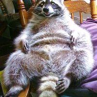 Profile Picture of Robin McAdams (@mcbirdee72) on Pinterest