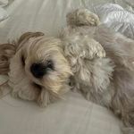 Profile Picture of Bobbi Jo Call (@callgirl40) on Instagram