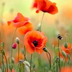 Profile Picture of Sofia Pamela in Calabrese (@sofia.p.demarco) on Instagram