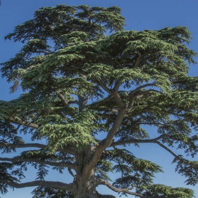 Profile Picture of Jean Paul Ameer (@JeanAmeer) on Twitter