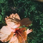 Candys Andriano - Facebook Profile Picture of Candys Andriano (@candys.andriano.2024) on Facebook