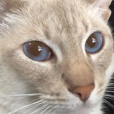 Profile Picture of R Paradis Montibello (@paradis_robin) on Twitter