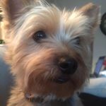 Profile Picture of Sampson (@sampsoniantheyorkie) on Instagram