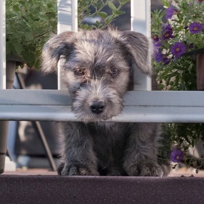 Profile Picture of Señor Murphy (@TheGlenMurphy) on Twitter