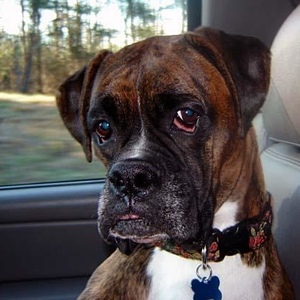 Profile Picture of Julie Willoughby (@julieluvsdogs) on Myspace