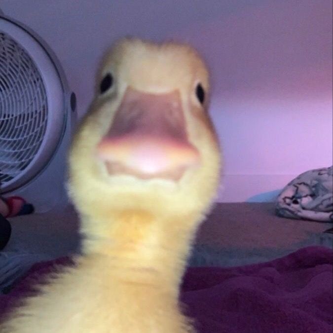 Profile Picture of _jnfferz (@_jnfferz) on Tiktok
