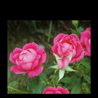 Profile Picture of Zagorka Zagić (@drazendrazic) on Twitter