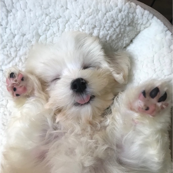 Profile Picture of Lily An (@73k0) on Poshmark