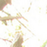 Profile Picture of Harriet Quinn (@harriet polly quinn) on Flickr