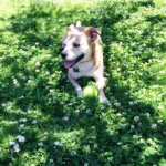 Profile Picture of Butters Kim (@buttersandbiscuits) on Instagram