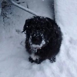 Lynn Lennon - Twitter Profile Picture of Lynn Lennon (@jetcat11) on Twitter