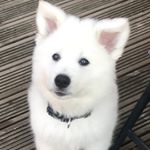 Profile Picture of Harley the fluffy bear! (@harley_bear_roberts) on Instagram