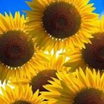 Profile Picture of Sunflower 44 (@whitney_shuford) on Instagram