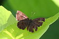 Profile Picture of Calephelis perditalison Wikipedia