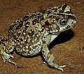 Vandijkophrynus - Wikipedia Profile Picture of Vandijkophrynuson Wikipedia