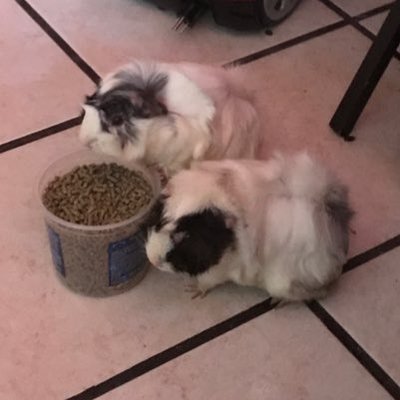 Profile Picture of AndyDomino (@andy_domino11) on Twitter