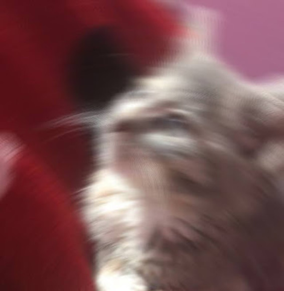 Profile Picture of Beth Rodriguez (@elro2709) on Poshmark