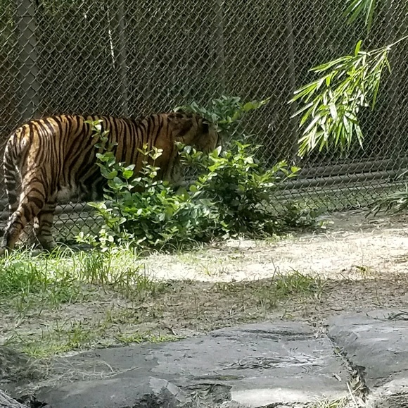 Profile Picture of Emmanuel Innocent (@spiderking89) on Poshmark