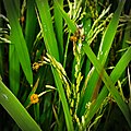 Profile Picture of Ustilaginoidea virenson Wikipedia