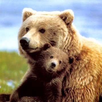 Profile Picture of Mama Bear, Ed.S. (@Kimberl36740927) on Twitter