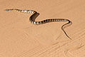 Profile Picture of Palusophison Wikipedia