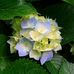 Profile Picture of Rose Dobson (@Rose-Dobson) on Facebook