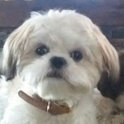 Profile Picture of Christopher Toth (@christophertoth265) on Youtube